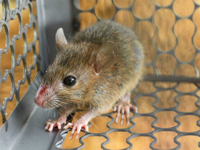 Rodent Control Services in Medford, OR | Action Pest Control